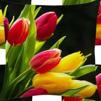 CITY BEST MART Tulip Flowers Beautiful Cushion Covers - 16*16